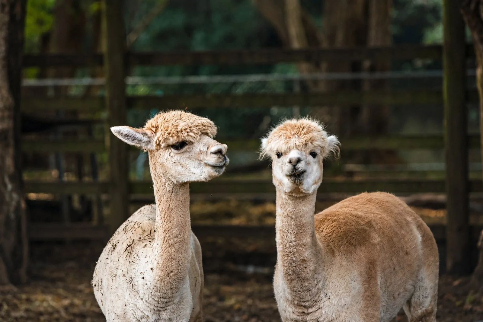 Two of the resident alpacas side by side in their paddock at Historic Rivermill