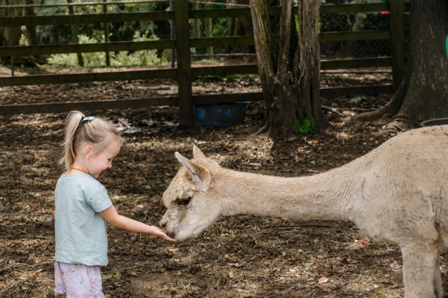 A young girl hand-feeding a friendly alpaca in the paddock at Historic Rivermill