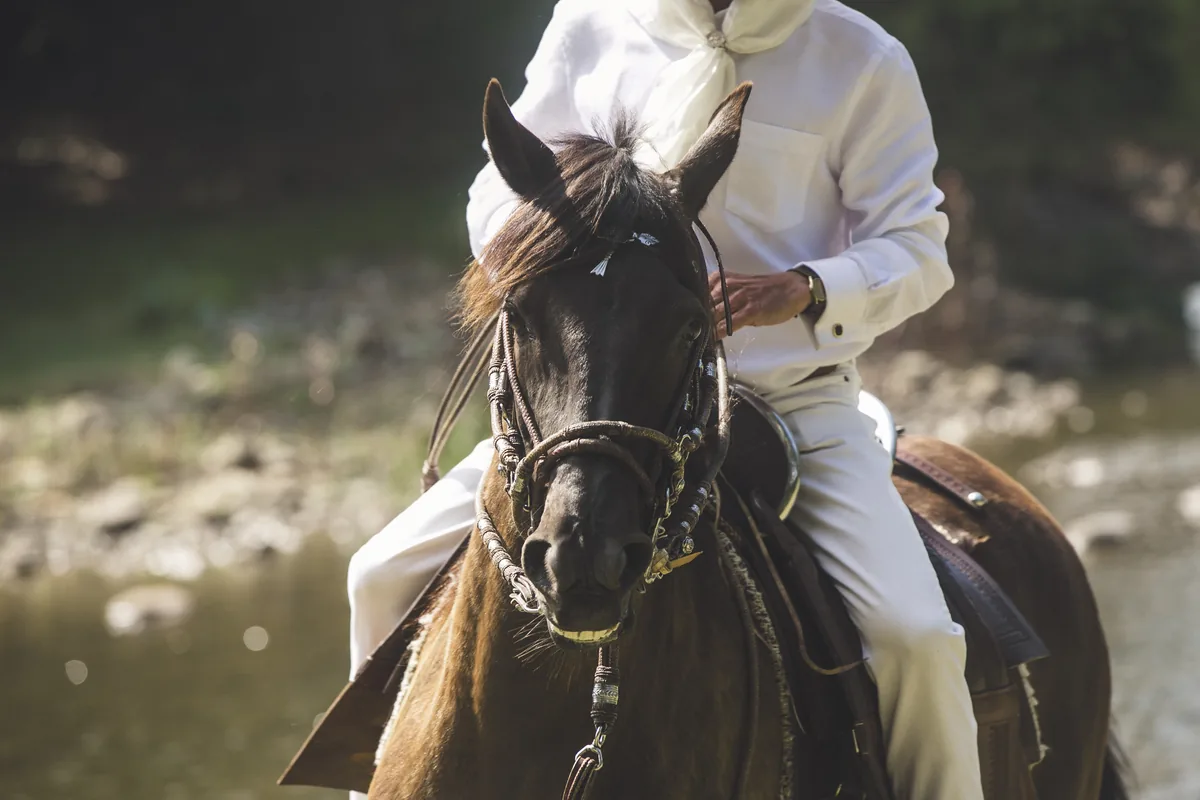 A rider in white putting a Peruvian Paso horse through its smooth four-beat gait beside the river at Historic Rivermill