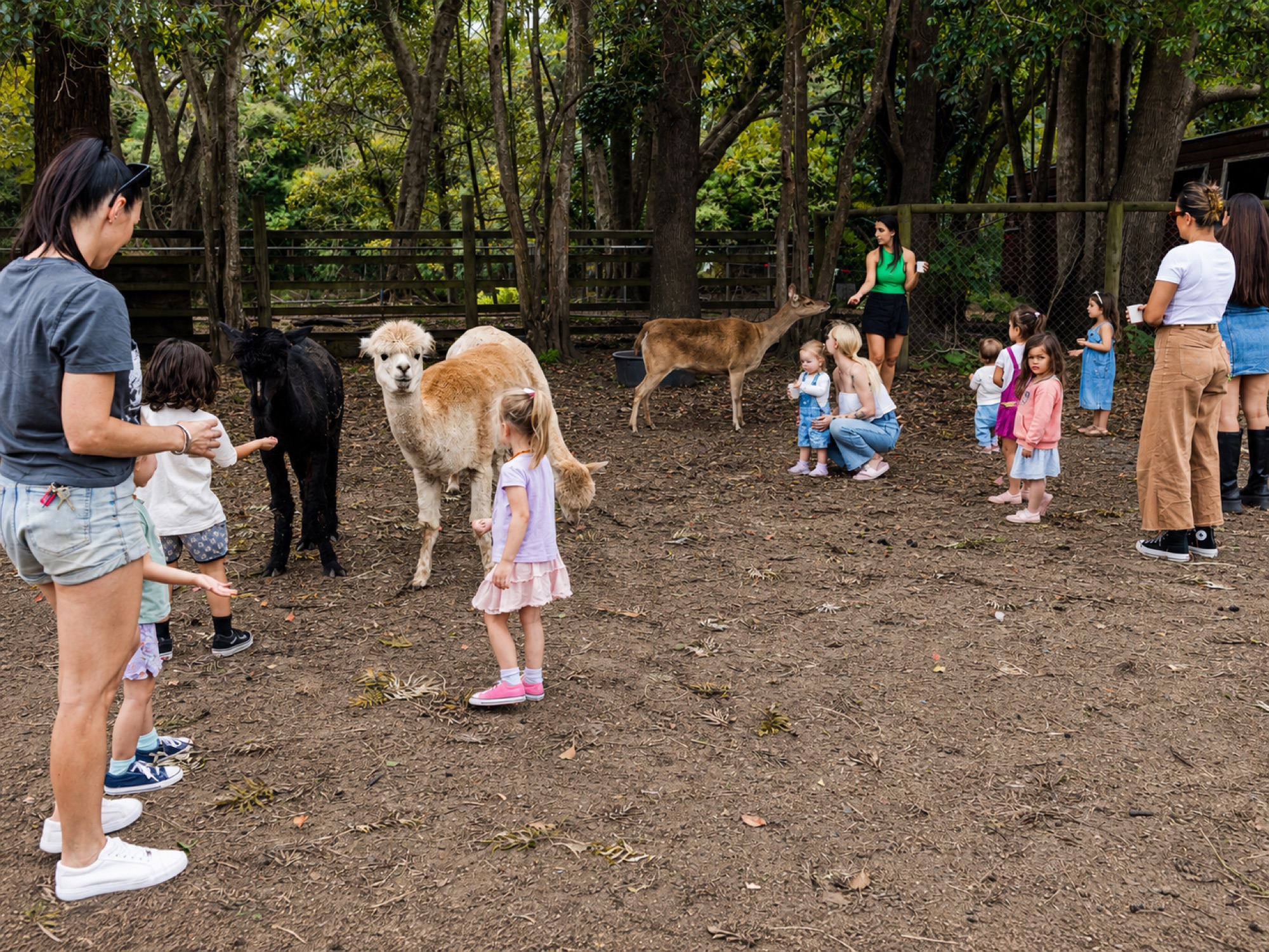 An early learning group meeting the alpacas and farm animals with their teachers at Historic Rivermill, Gold Coast