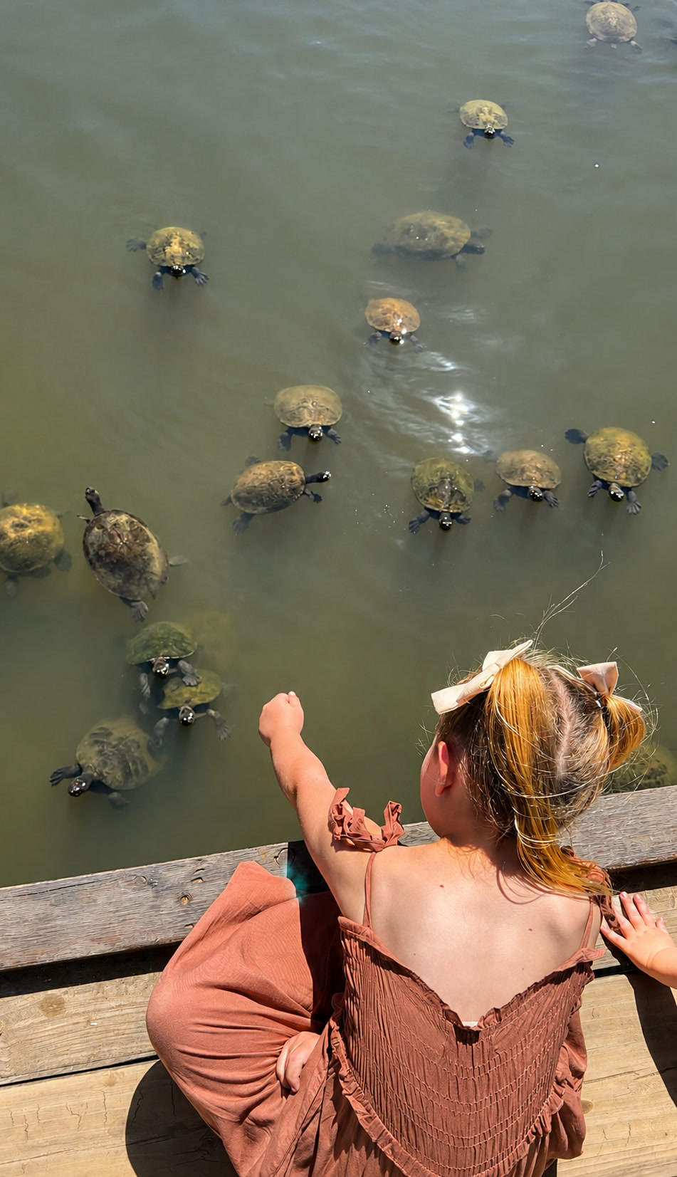 A child sitting on the jetty at Historic Rivermill, reaching out towards wild freshwater turtles swimming in towards the Coomera River bank