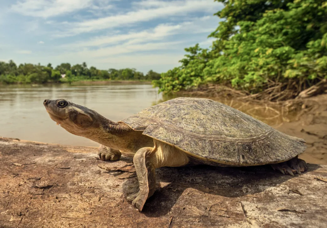 A wild freshwater turtle basking on the Coomera River bank