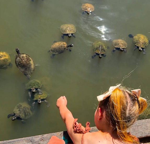 A child on the jetty reaching out towards a group of wild freshwater turtles in the river